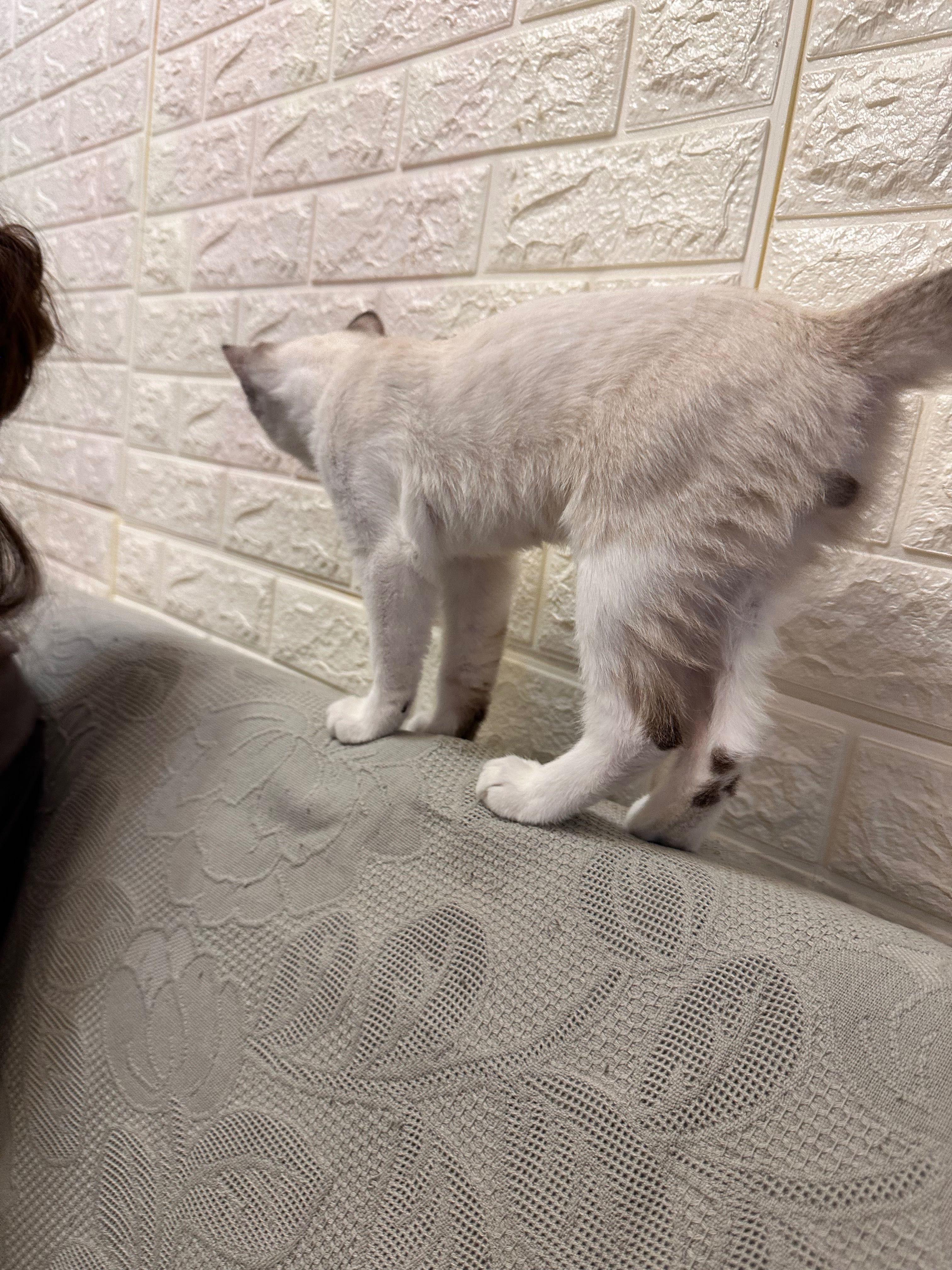 Котенок привитый домашний но слепой Малыш нуждается в маме