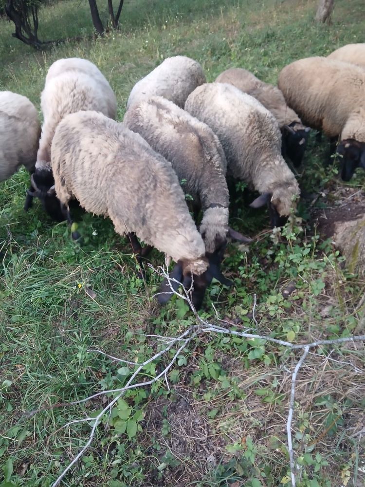 Vând 5 oi carabas si un berbeac carabas