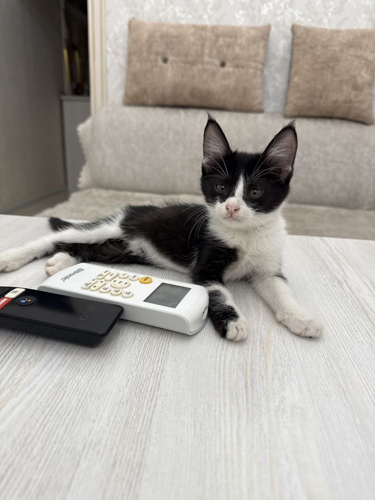 Котенок в хорошие руки бесплатно
