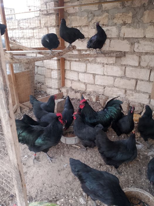 Австролорп жұмыртқасын сатамын