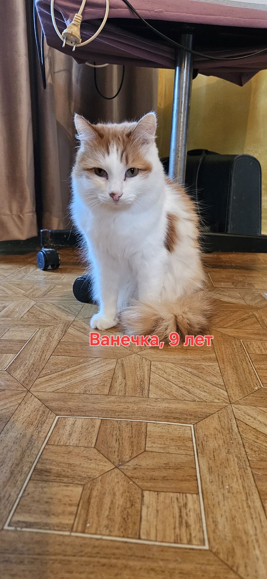 Стерилизованные кошки и коты