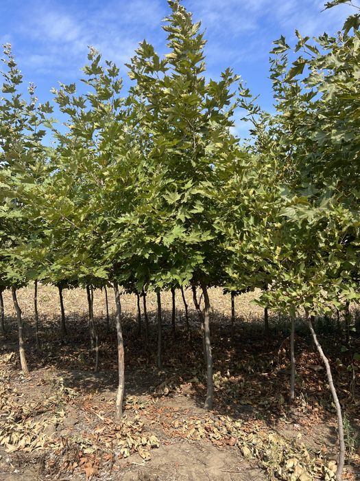 Artar romanesc platan englezesc mesteacan alb oriunde in tara