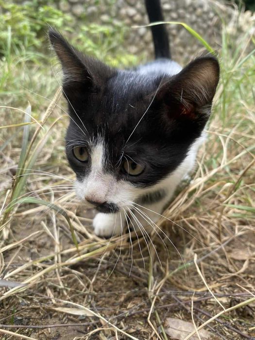 Прекрасни котета търсят дом