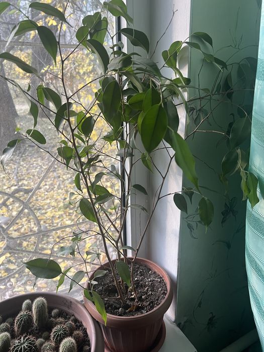 Фикус высота 50 см