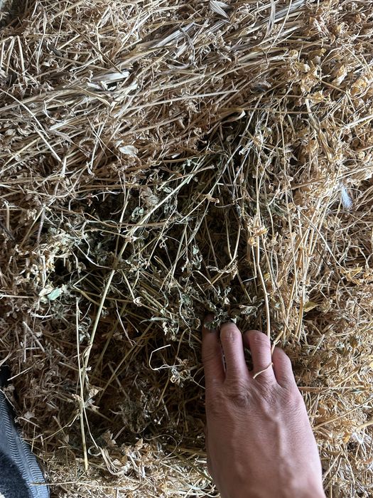 Baloti si porumb de vanzare