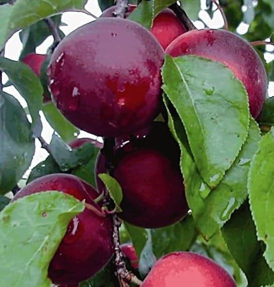 Pomi fructiferi deosebiti Cais soiul Apeikyra