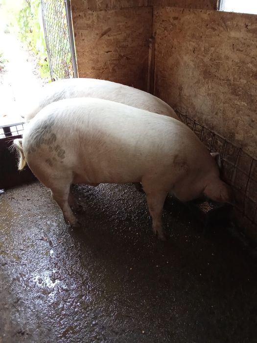 Porc de Crăciun la alegere