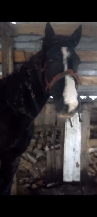 Продам лошадь байтал.