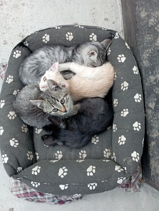 Отдадим котят в добрые руки