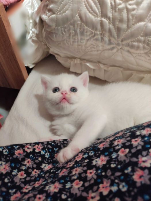Продается шикарный белоснежный котенок девочка