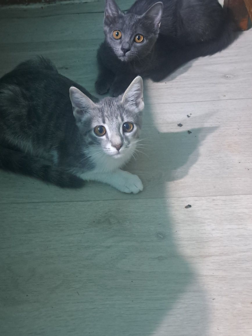 Отдам котят в добрые,любящие руки.