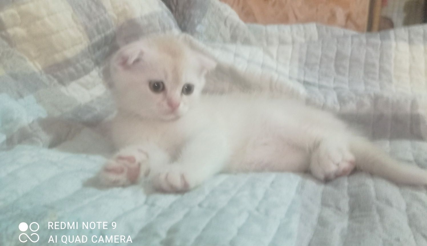 Продам котят скоттиш фолд
