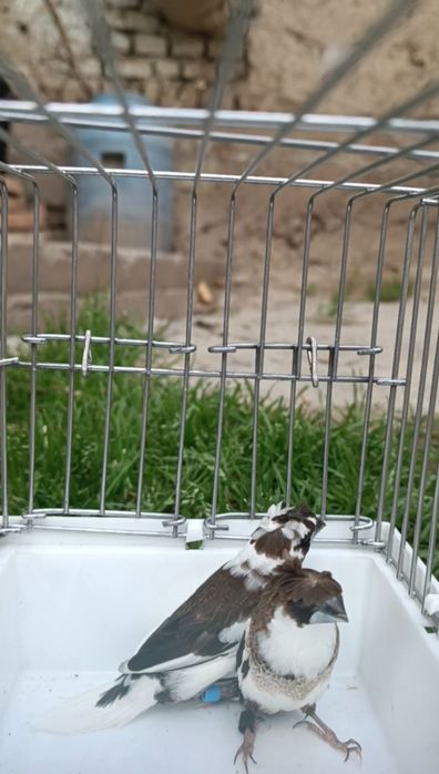 Amadinka yapon parala