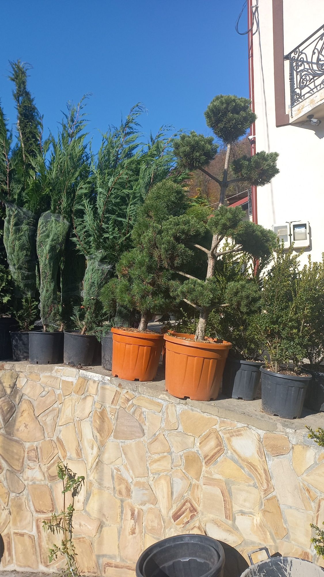 Vă oferim o gamă mare de plante ornamentale pentru o grădină de vis