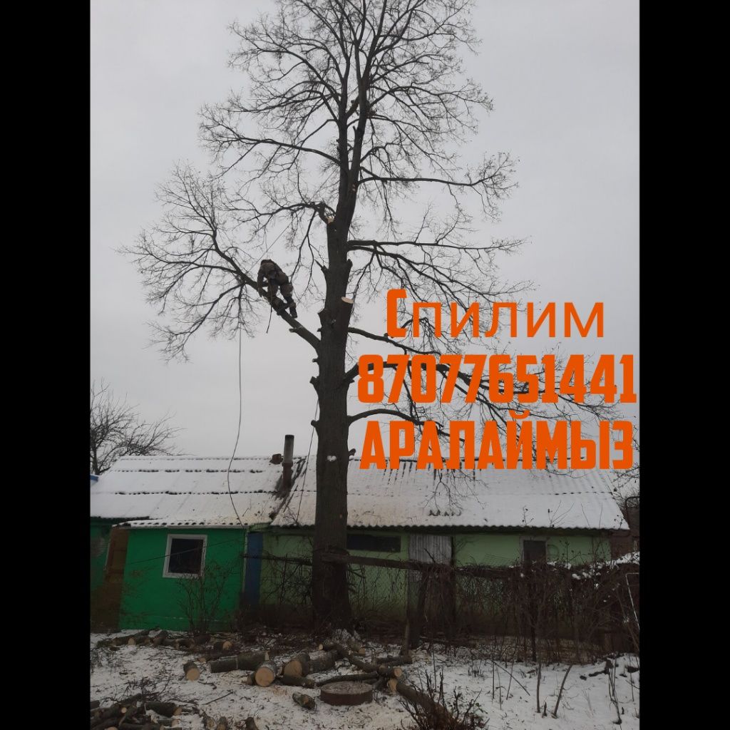 (НЕДОРОГО) Спилим деревьев. Пилим дерево, Спил, распил. Ағашт аралау.