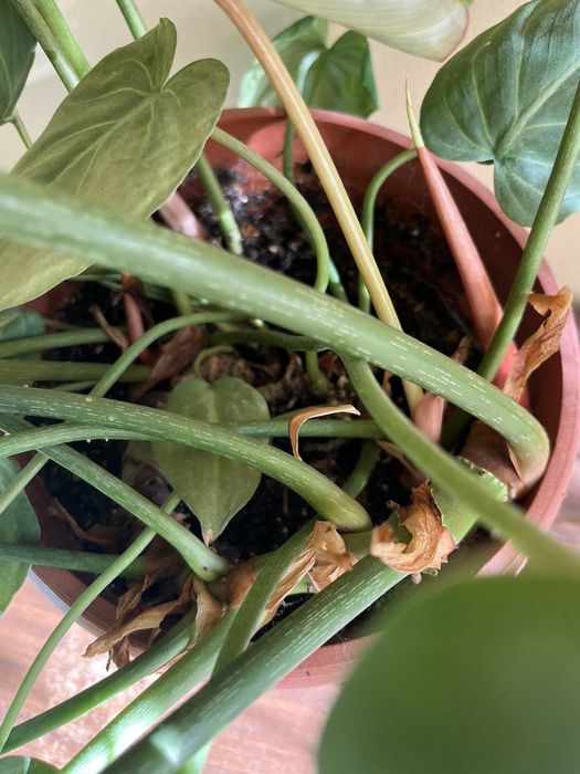 Филодендрон Зебра