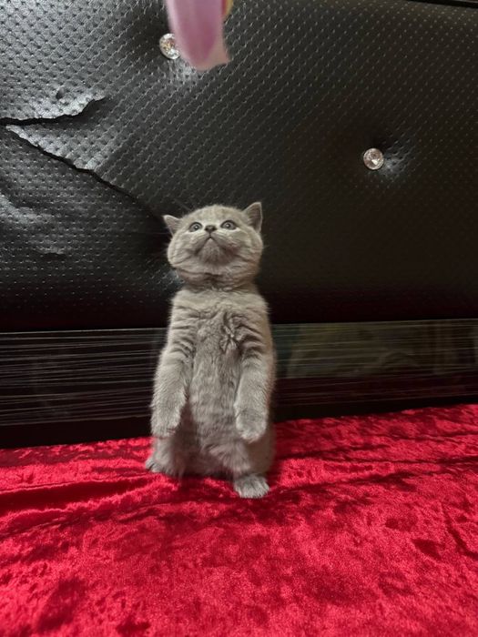 Zotli mushuk, Шотландский скотиш премиум