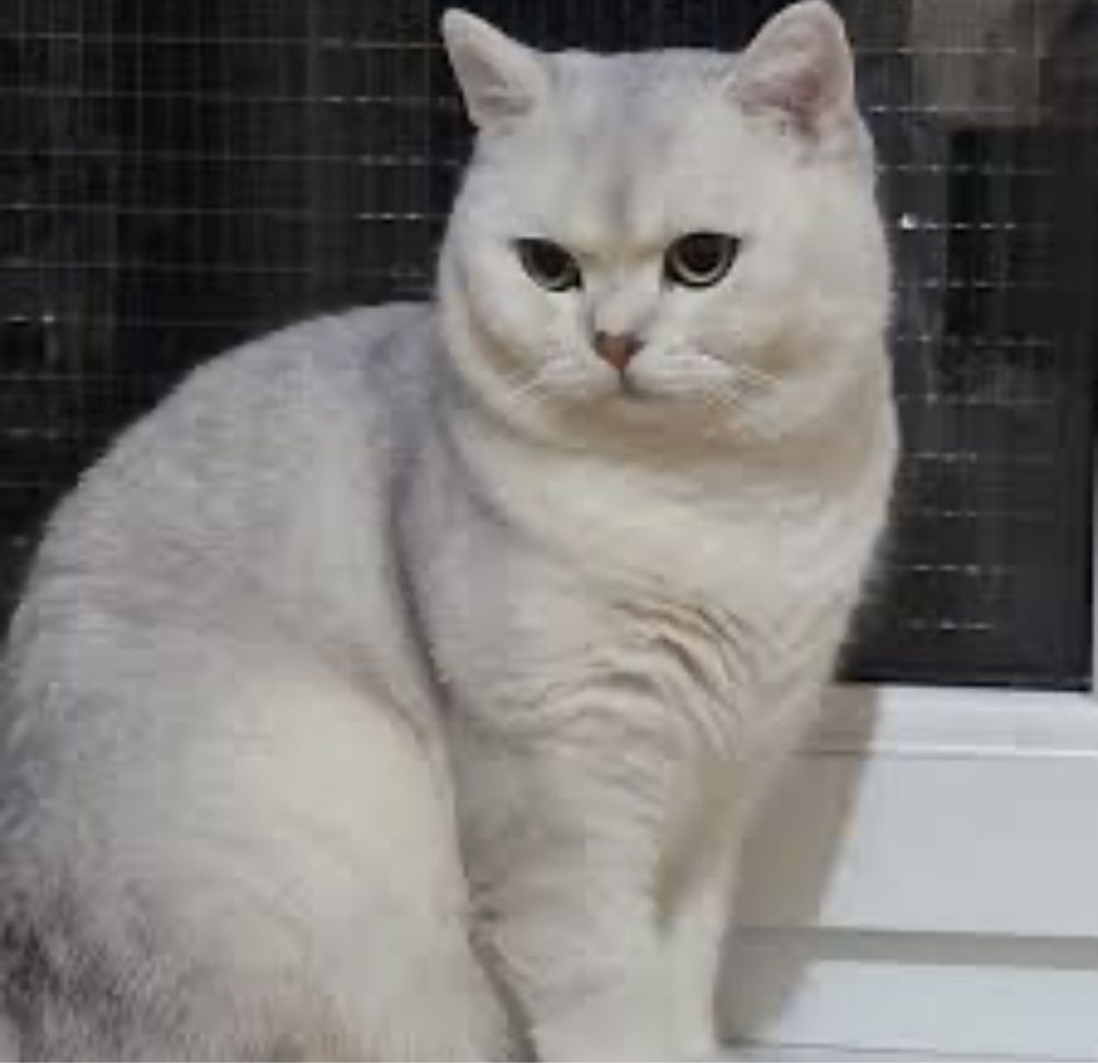 Serebristaya shinshilla VYAZKA