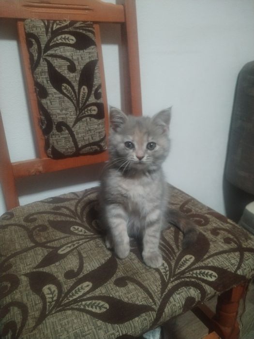 Pisica British shorthair