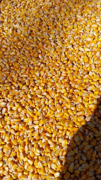 Vand porumb productie 2025