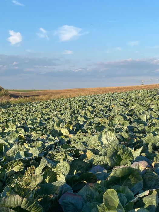 Se vinde angro , varza de buzau