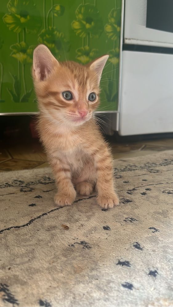 Отдам котят в добрые руки