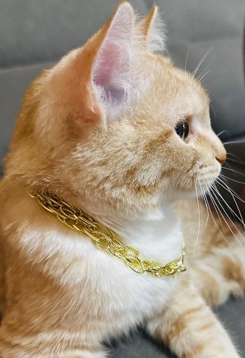 Срочно отдам кот бесплатно