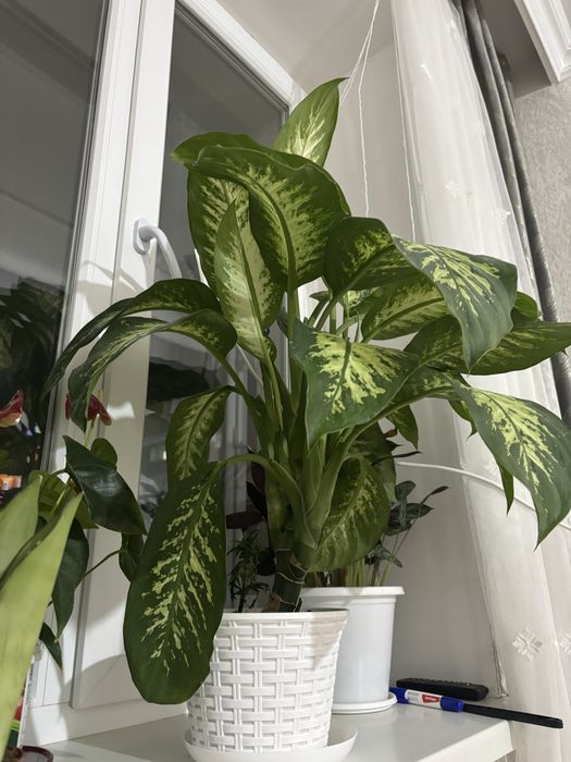 комнатные цветы доллар и диффенбахия