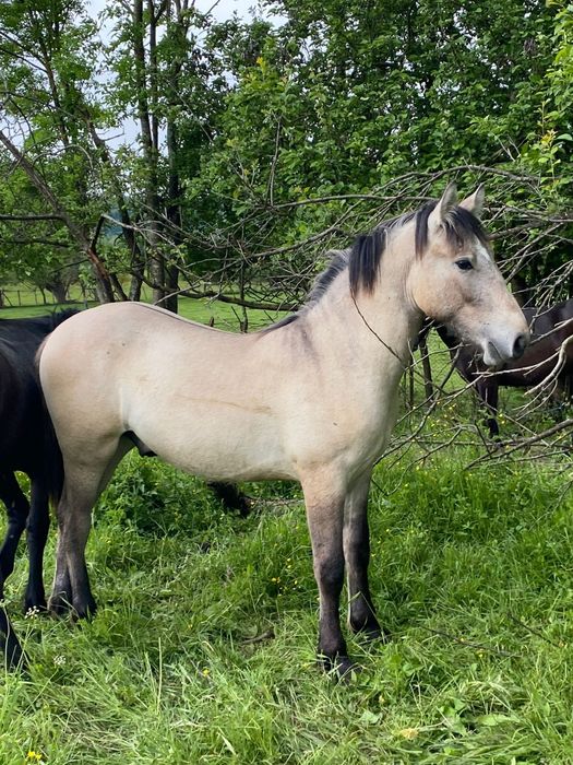 Vând mânz friesian