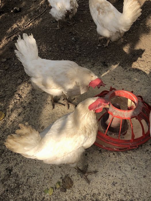 Продам куриц несушки
