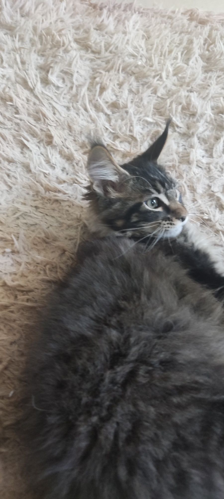 Котенок Мейн кун девочка