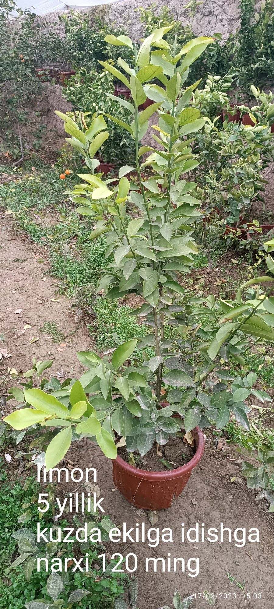 Gullagan limon koʻchatlari sotiladi
