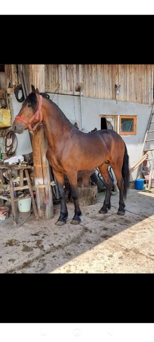 Vând sau schimb Armăsar Metis de frizian de 2 ani