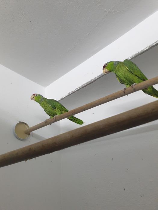 Amazon Vinci maturi caută o nouă casă