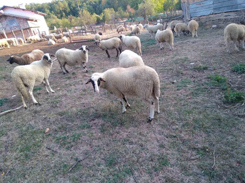Продавам 20 овце