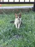 Pisicuta spre adoptie