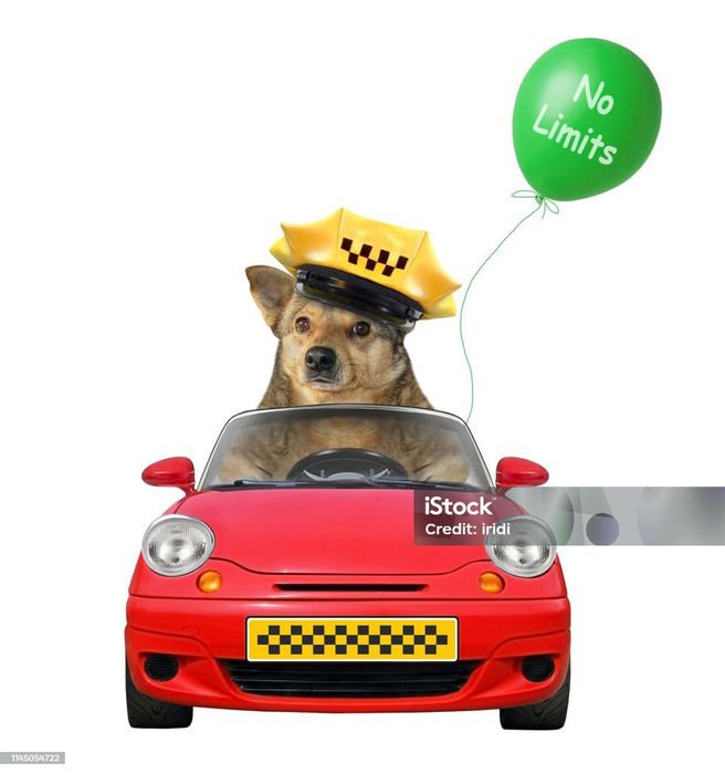 Зоо такси ритуальные услуги для животных