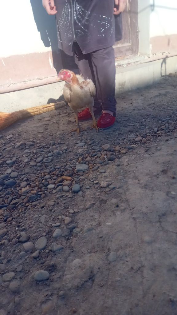 Sotiladi kulangi
