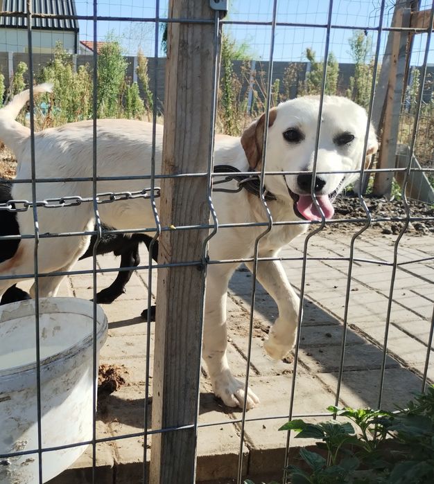 URGENT Câini pentru donat pentru că vine frigul și nu am adapost
