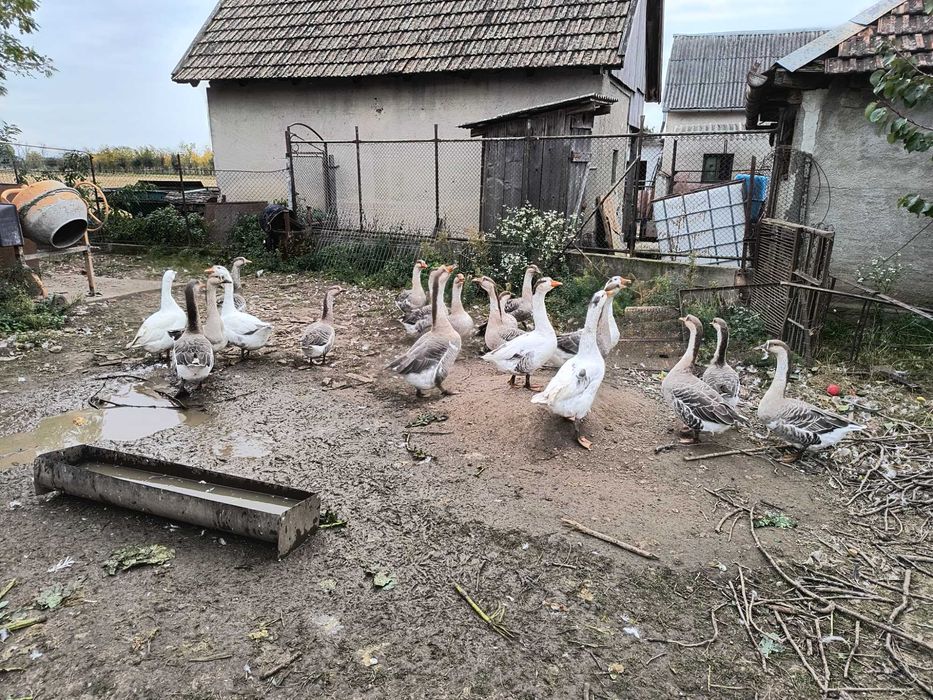 Vând Gâște 150lei/bucată