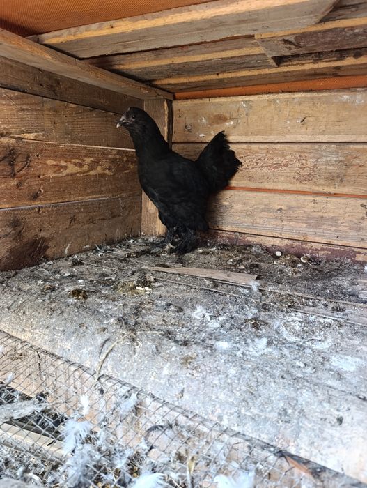 Барадатий япон товук сотилади