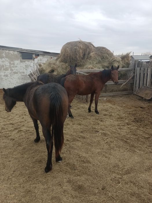 Продам лошадь ...