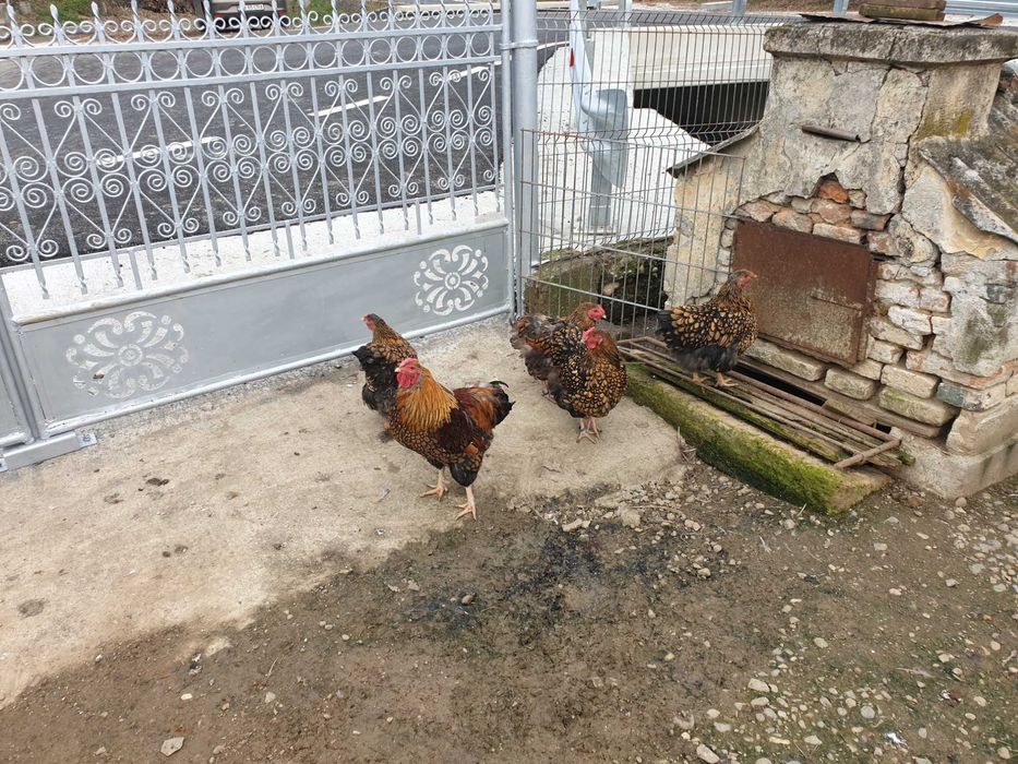 Găini și cocoși Wyandotte Gsg