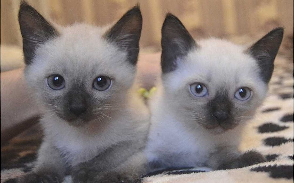 Сиамский котенок