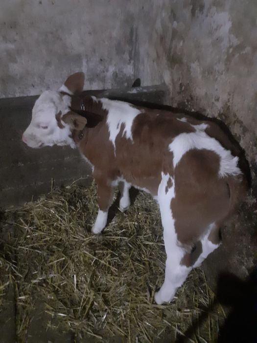 Vând vițea si un vițel