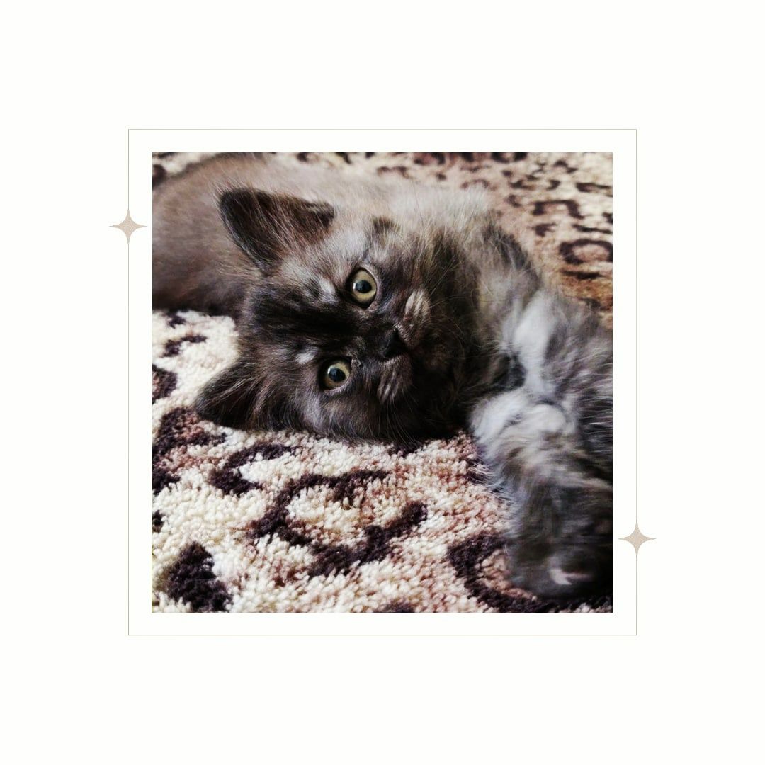 Pet Sitter/Cazare animale(căței, pisici, etc.)/Vizite câini/