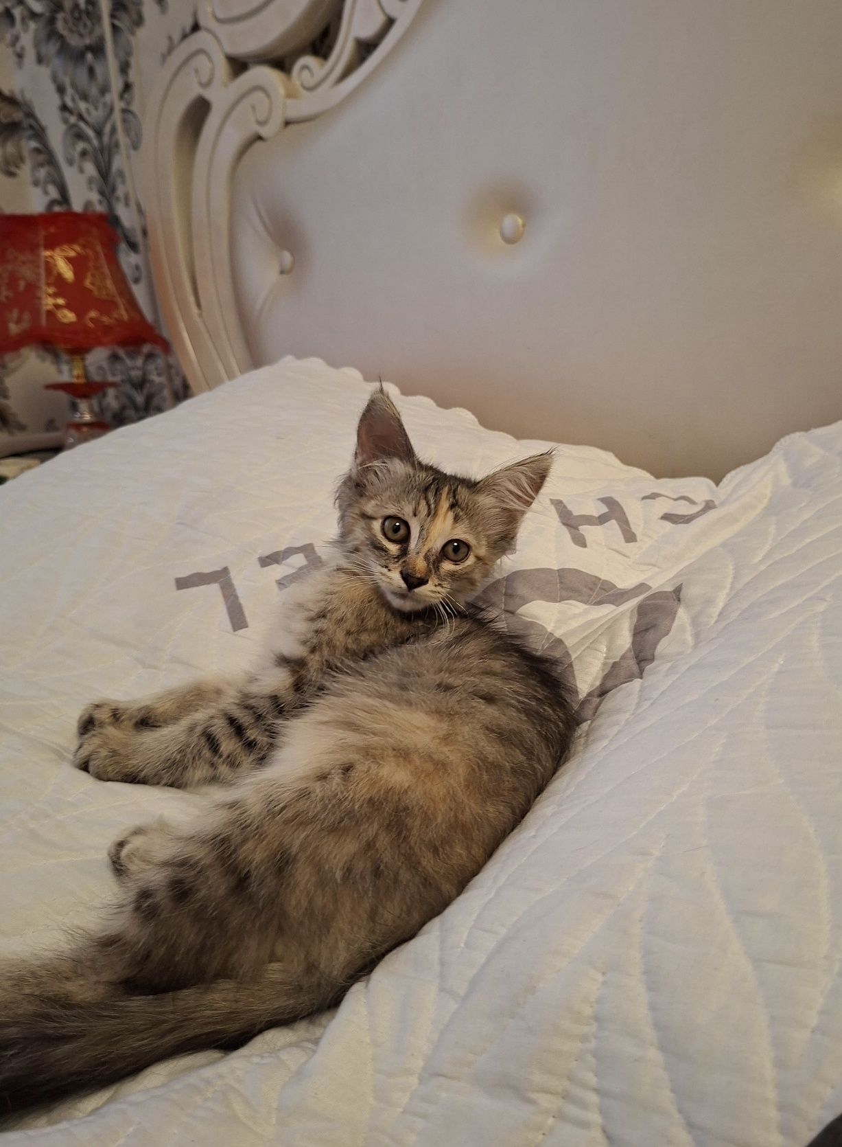 Котята хорошие руки