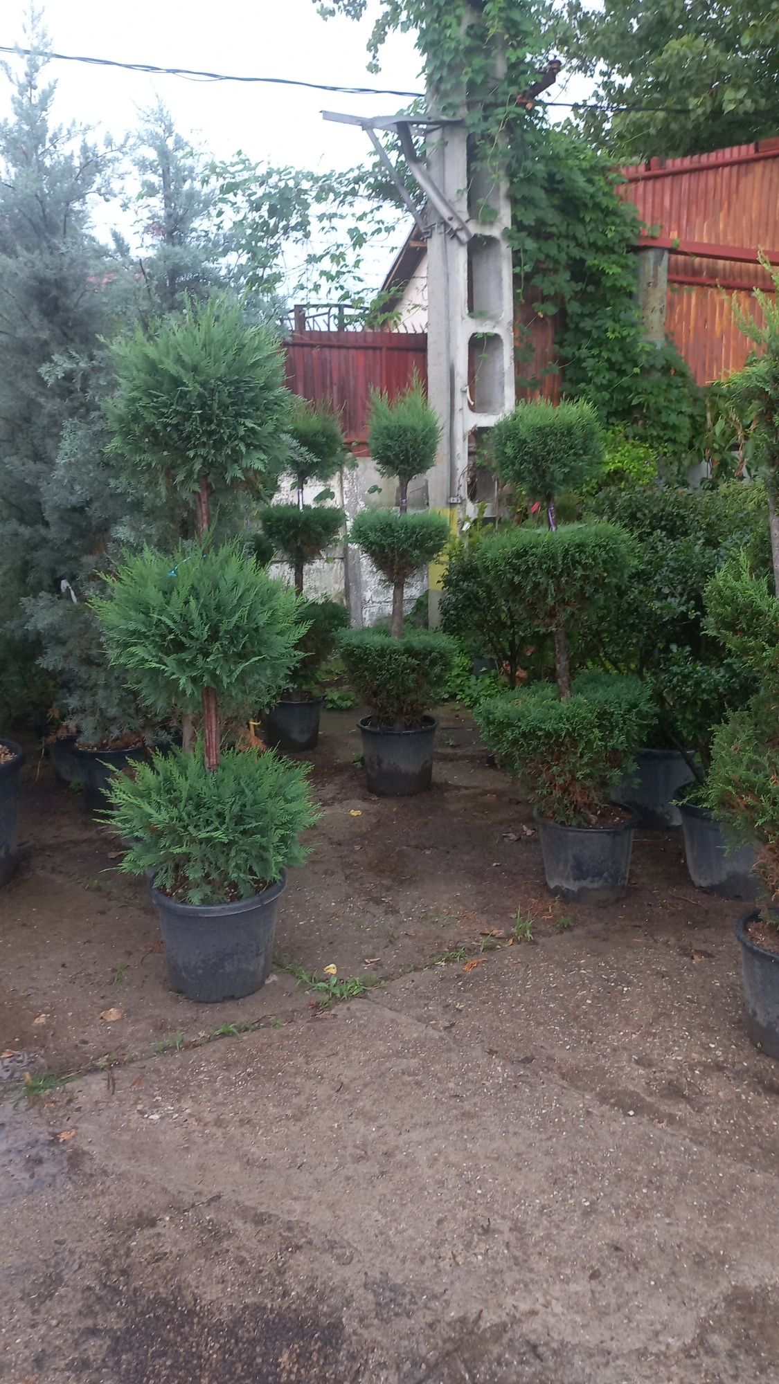 Vă oferim o gamă diversă de plante ornamentale cu preturi accesibile