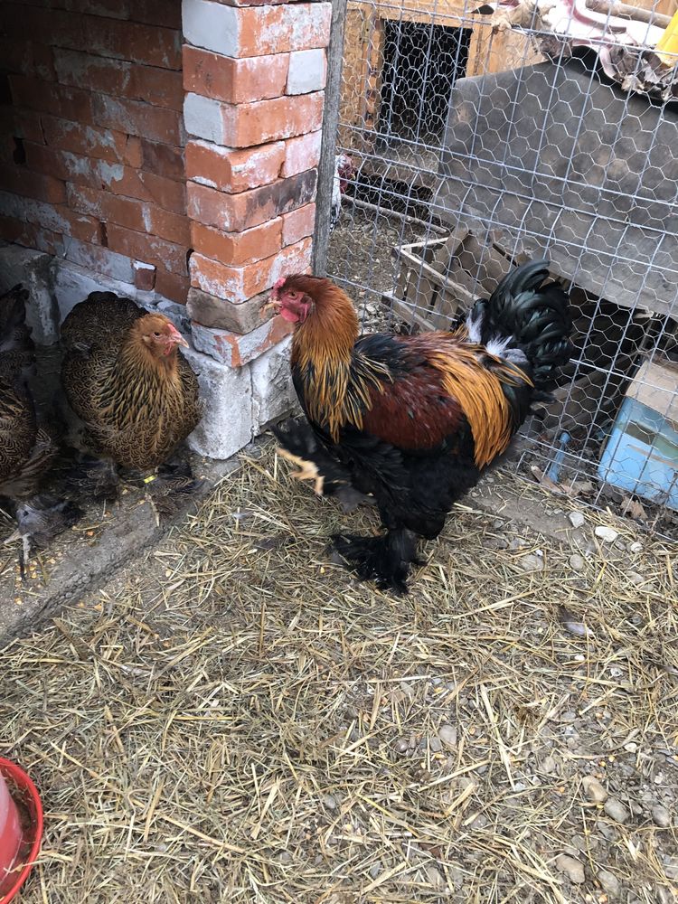 Oua brahma , wyandote, australorp