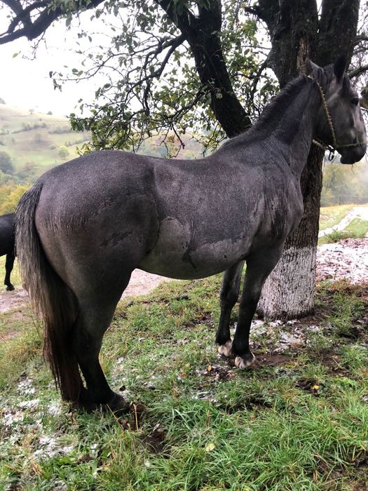 Armăsar de 2 ani jumate